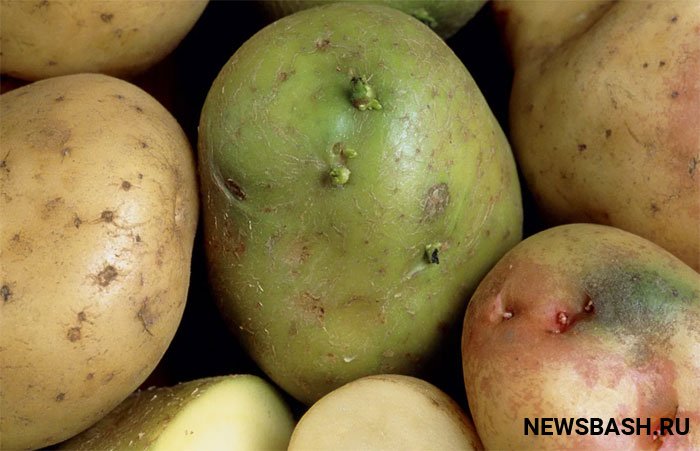 Специалисты рассказали, чем опасен позеленевший картофель