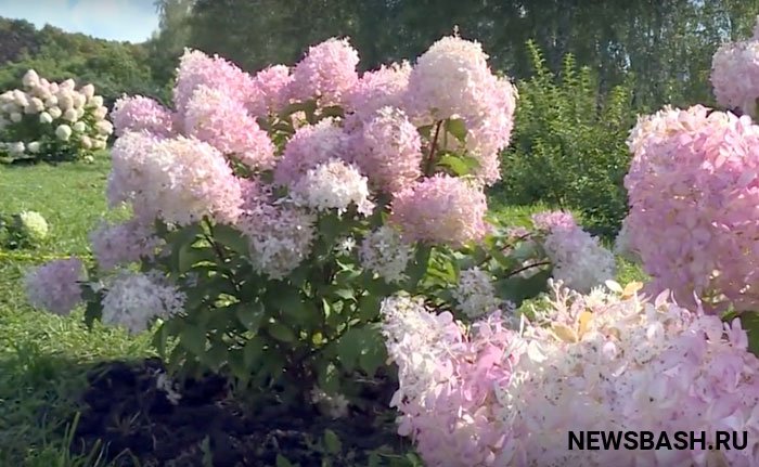 В Уфимском ботаническом саду цветет гортензия