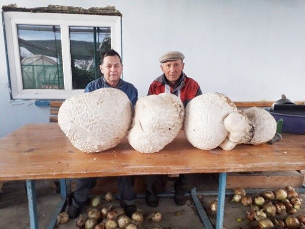 Житель Учалинского района обнаружил грибы-гиганты в деревне Уразово