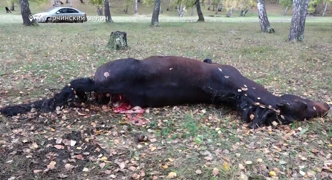 В Башкирии медведи начали нападать на домашний скот