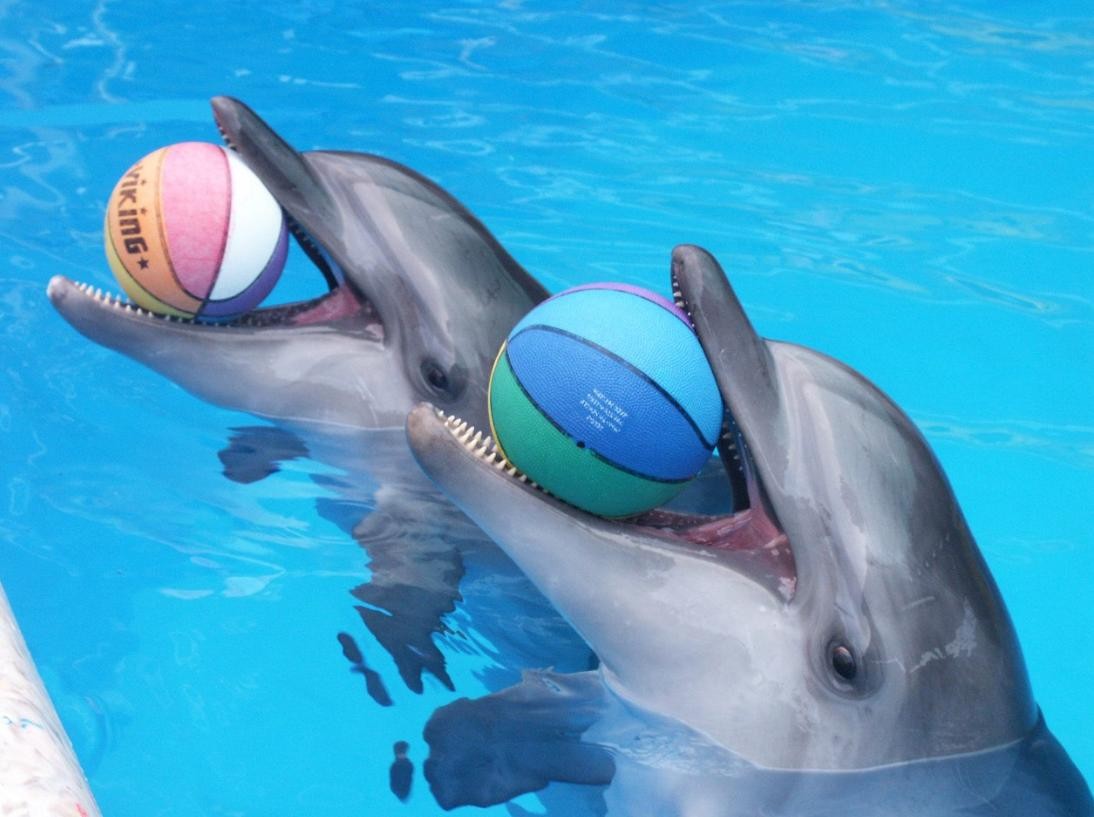 В Уфе создали встречную петицию в поддержку строительства дельфинария