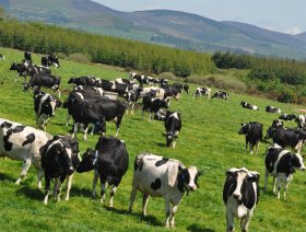В Дуванском районе пропало стадо коров