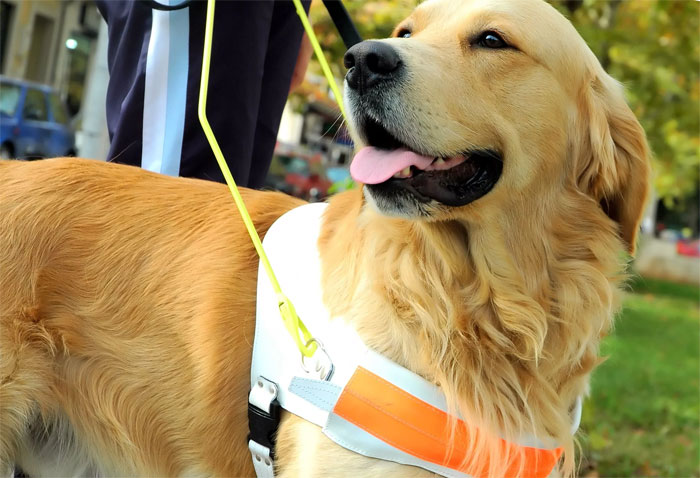 В Уфе пройдет благотворительная акция по сбору аптечки скорой помощи для собак-поводырей
