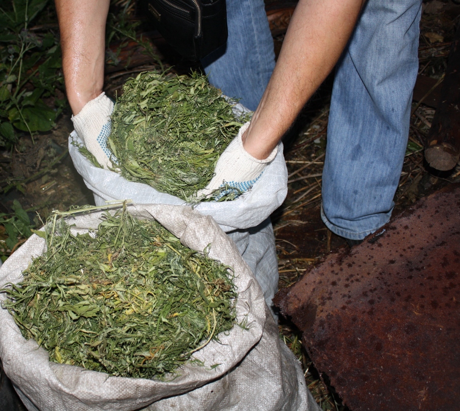 Житель Белебея хранил кусты марихуаны на крыше туалета