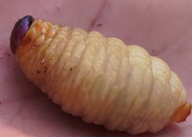 В одном из уфимских кафе в салате обнаружили личинку мясной мухи