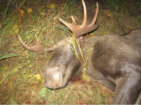 В Дюртюлинском районе задержали двух браконьеров подстреливших лося