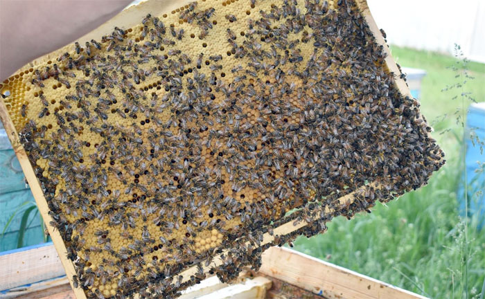 В Чишминском районе пчеловоды хотят организовать кочевые пасеки, чтобы обезопасить пчелосемьи
