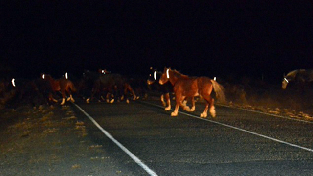 В Баймакском районе владельцам лошадей порекомендовали закрепить на животных светоотражающие ленты