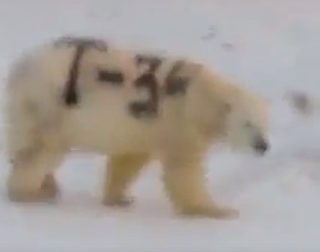 Белый медведь с надписью Т-34 наделал шума в соцсетях