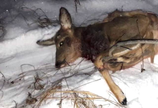 В Учалинском районе задержали браконьера застрелившего косулю
