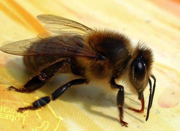 В Башкирии запустили проект по  воспроизводству бурзянской пчелы