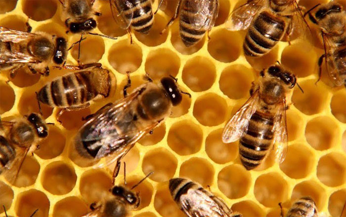 В Башкирии пчеловоды получат субсидию на приобретение племенного материала