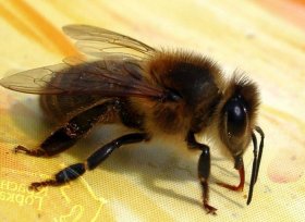 Башкирская пчела оказалась под угрозой: импорт пчелосемей из Средней Азии остановлен