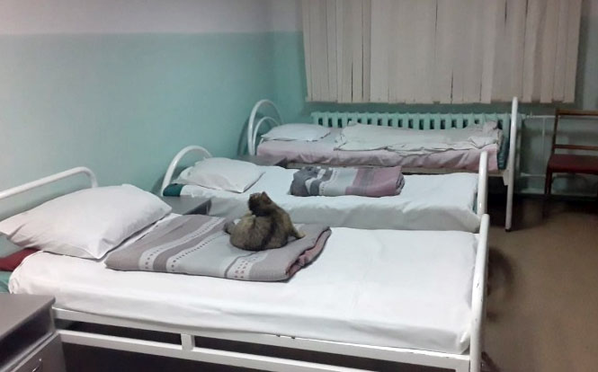 В Белорецке после жалобы Хабирову из больницы выселили кошку
