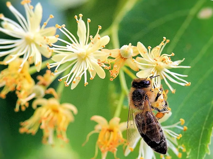 Пчеловоды Иглинского района намерены обратиться в Госдуму, с просьбой сохранить медоносную липу от вырубки
