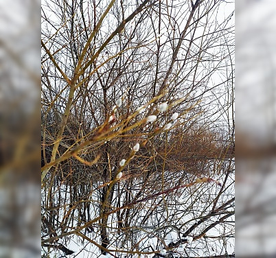 В Салаватском районе зацвела ива посреди зимы