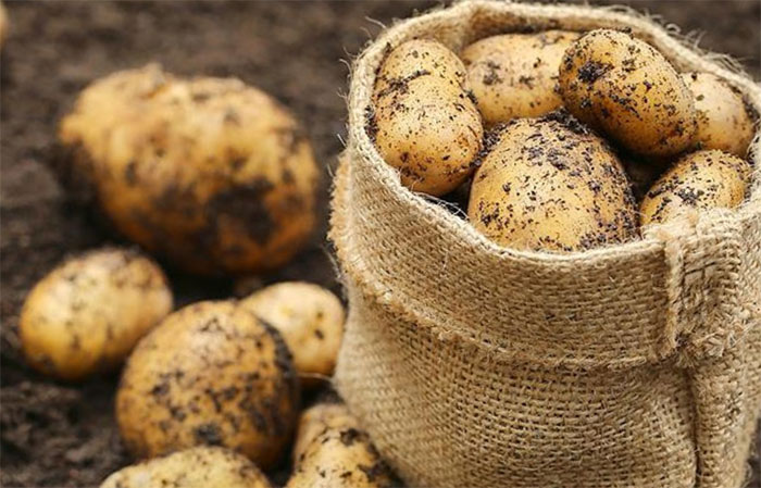 Ученые из Башкирии вывели три новых сорта высокоурожайного картофеля