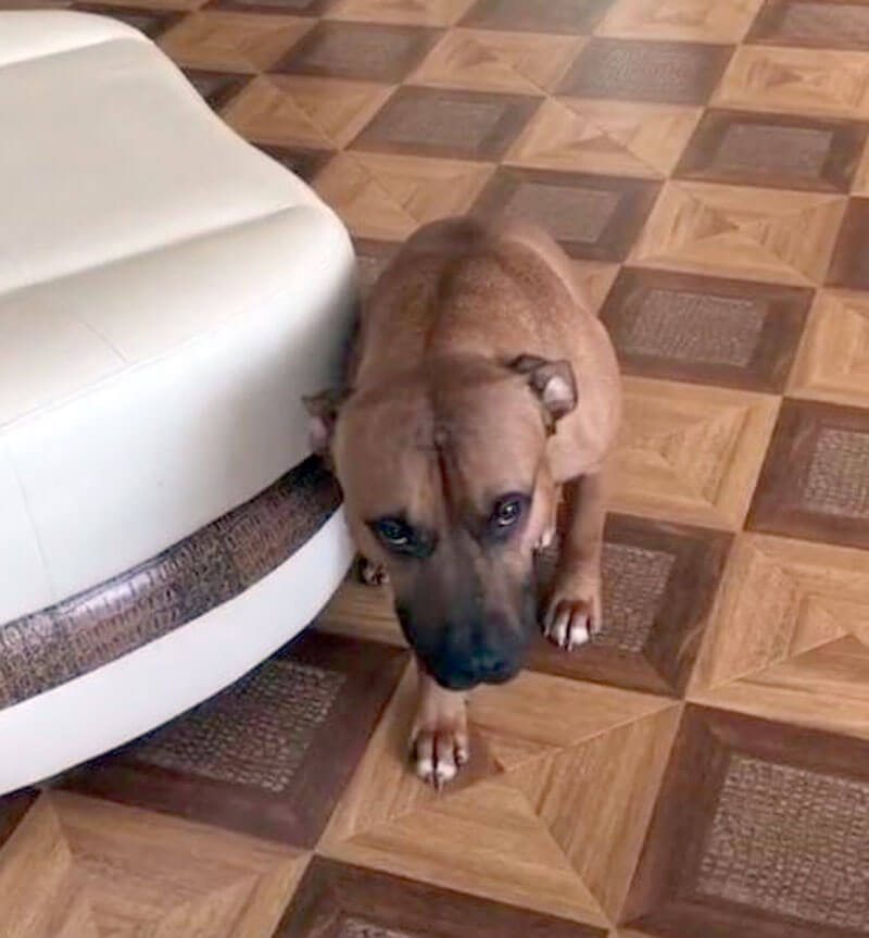 Видеоролик уфимки о провинившейся собаке набрал сотни тысяч просмотров | видео