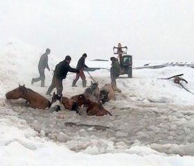 В Иглинском районе Башкирии стадо лошадей провалилось под лед