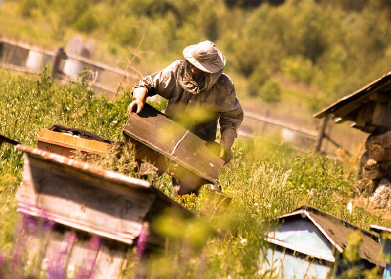 В Башкирии, из-за спецоперации на Украине, отменили международный конгресс пчеловодов
