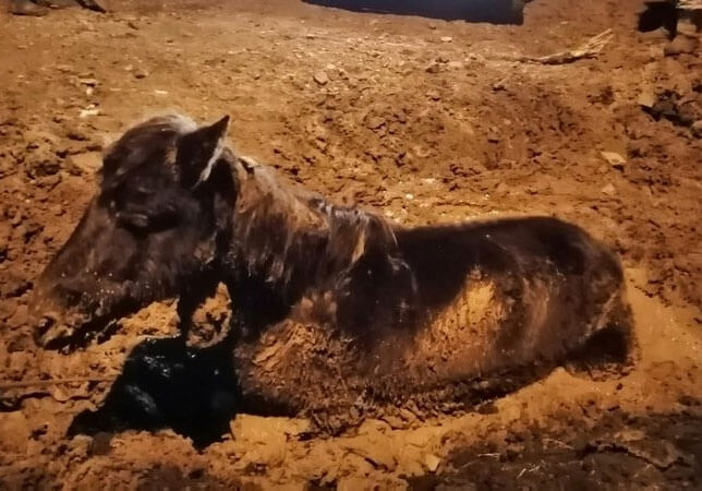 В Абзелиловском районе, на перекопанной дороге, в грязи едва не утонула беременная лошадь