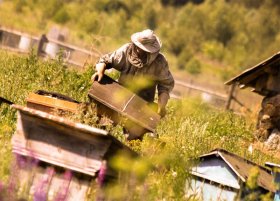 Минсельхоз России создаст единый реестр пчеловодов