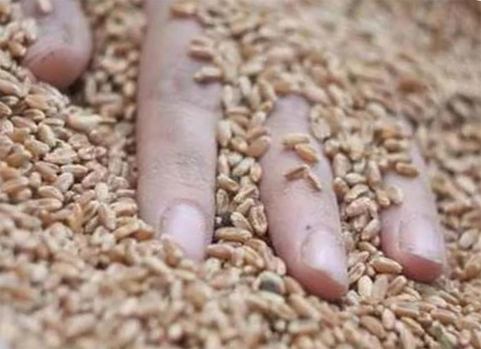 В Чишминском районе работника элеватора насмерть засыпало зерном