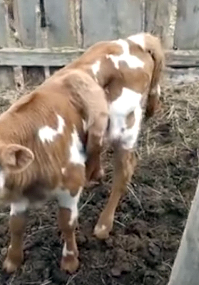 В Абзелиловском районе Башкирии родился теленок с пятой ногой на спине | видео