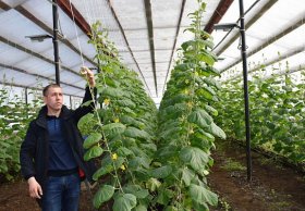 В Дуванском районе молодой фермер благодаря своим теплицам обеспечивает район свежими овощами