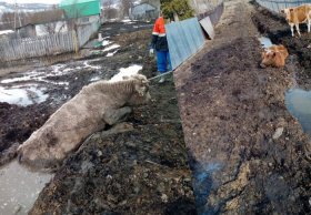 В Ишимбайском районе люди и животные тонут в грязи