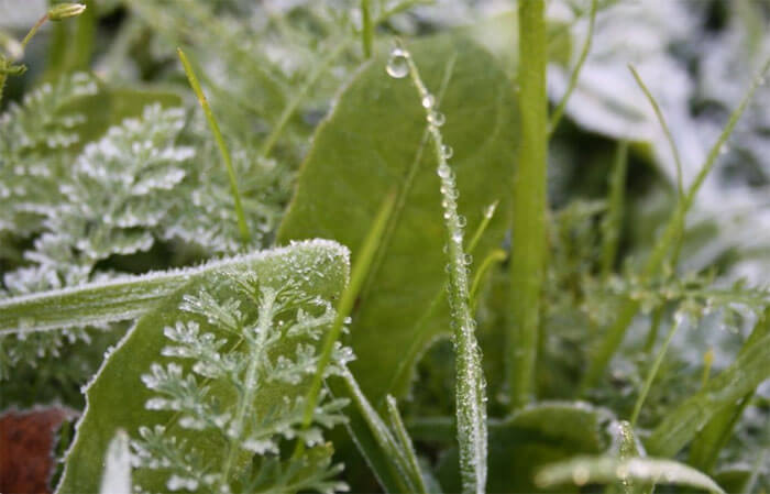 МЧС по Башкирии прогнозирует заморозки на почве