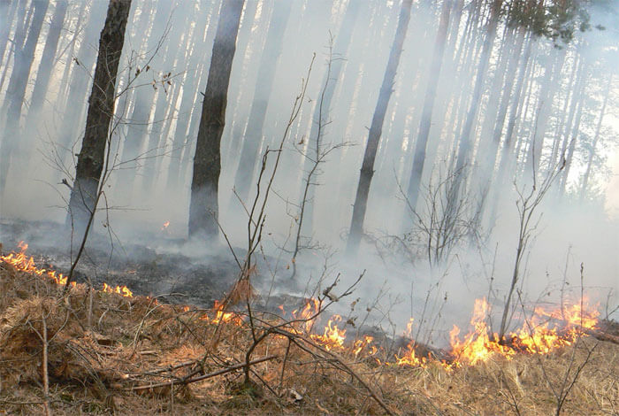 В Учалинском районе ликвидировали лесной пожар на площади почти 2 гектара
