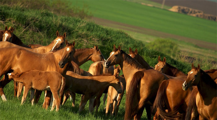 В Башкирии увеличивают поддержку коневодства