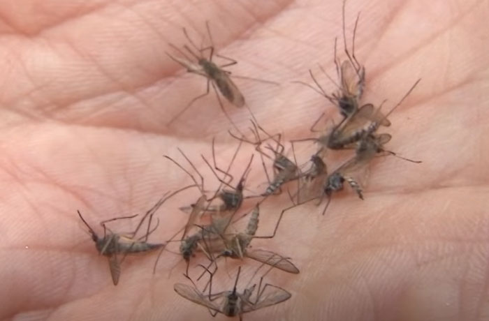 Минздрав Башкирии рассказал о причинах массового появления комаров