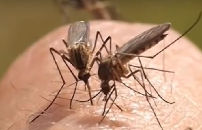 Минздрав Башкирии пояснил, переносят ли комары коронавирусную инфекцию
