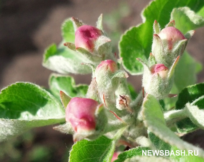В Башкирии окажут помощь фермерам, которые выращивают яблони и ягоды