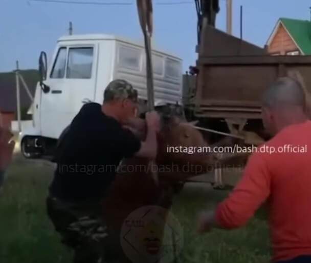 В Караидельском районе провалившуюся в колодец корову достали с помощью крана | видео