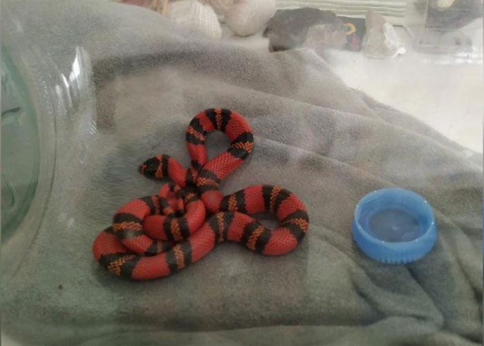 В Уфе житель обнаружил в квартире экзотическую змею