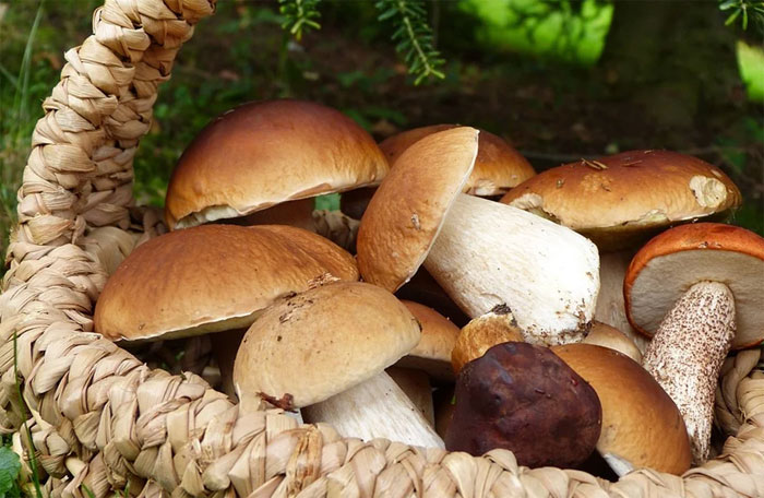 Башкирия вошла в число трех грибных регионов страны
