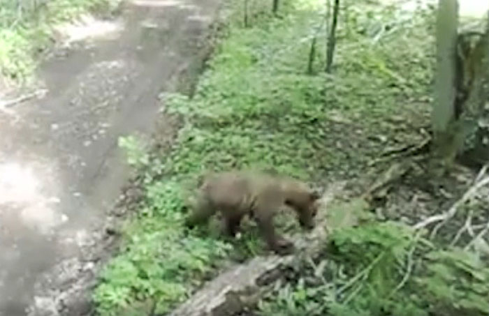 В Башкирии на одной лесной тропе были замечены косуля и медвежонок | видео