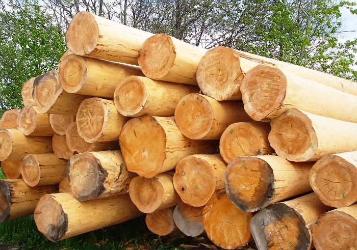 В Баймакском районе директор лесхоза незаконно вырубил сосны на 6 млн рублей