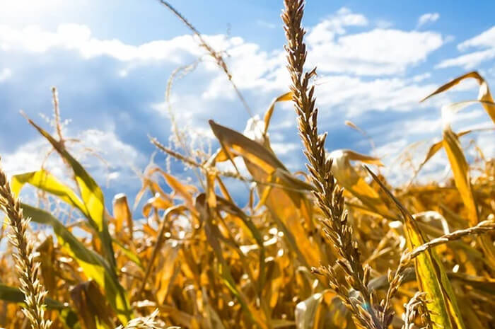 Из-за аномальной жары, в Башкирии гибнут зерновые культуры
