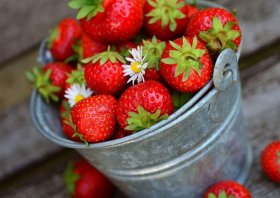 В Кушнаренковском районе Башкирии планируют создать крупнейшее ягодное производство в России