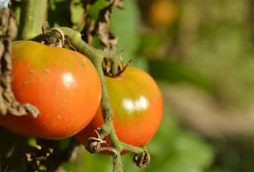 Болезни томатов и чем их обработать