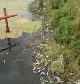 В Кармаскалинском районе Башкирии обнаружили массовый мор рыбы | видео
