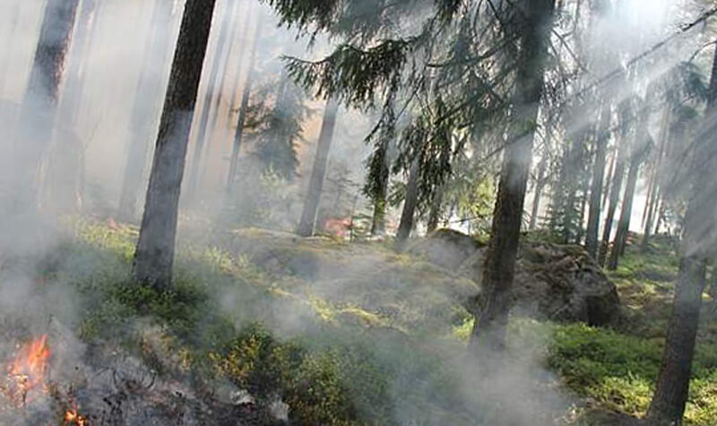 В Зилаирском районе Башкирии сгорел крупный участок леса