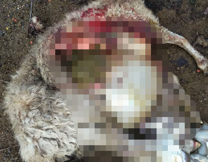В Кугарчинском районе неизвестное животное порезало скот