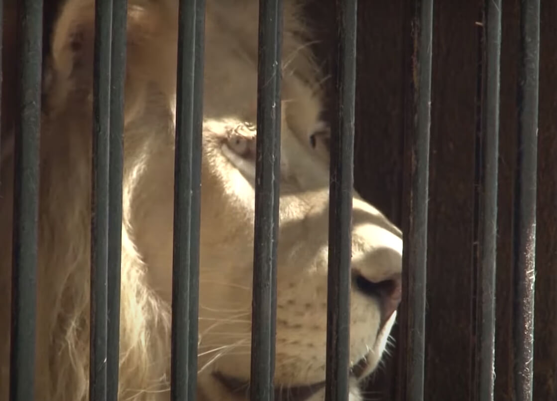 В Башкирии могут запретить работу передвижных зоопарков
