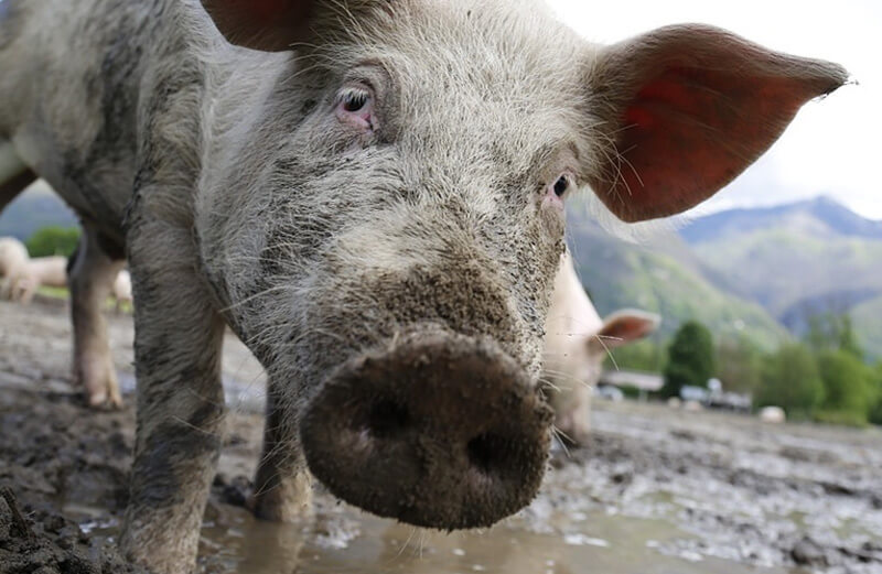 В Башкирии может произойти вспышка африканской чумы свиней