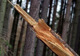 В Давлекановском районе дерево насмерть придавило женщину